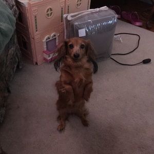 Meet your Posher, Barbara